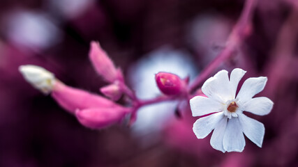 Blooming flower buds on purple background