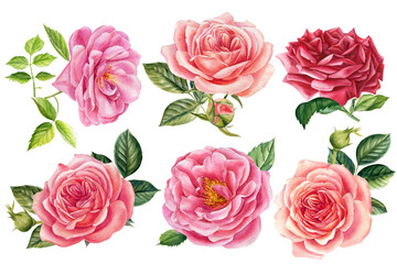 Flowers of pink roses, leaves, watercolor floral elements on an isolated white background, hand drawing