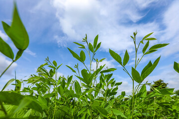 Pigeon pea crop field with blue sky in the background