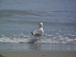 Larus argentatus, herring gull, Silbermöve