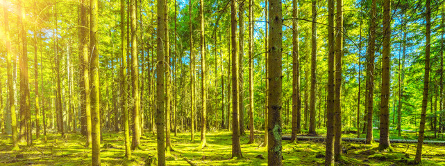 
Forest landscape background banner wide panoramic panorama -Trees and mossy forest floor in spring...