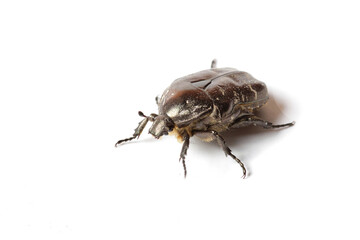 Close-up black beetle on white background