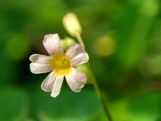 Macro photo oxallis barrelieri (Calincing) with a natural background. Indonesain call it calincing or blimbing-blimbingan