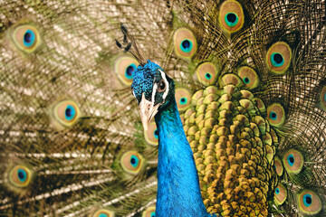 Fototapeta na wymiar Colorful male peacock proud of its tail and fluffed feathers. Beautiful exotic bird closeup in zoo. Wallpaper image.