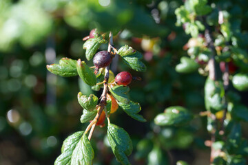 Gooseberry bush with ripe berry in summer in the garden
