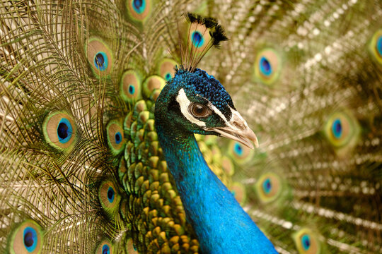 Colorful male peacock proud of its tail and fluffed feathers. Beautiful exotic bird closeup in zoo. Wallpaper image.