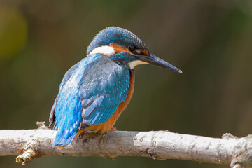 Common Kingfisher, Alcedo atthis. At dawn, a young bird sits on a beautiful branch above the river