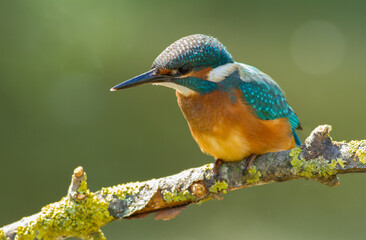 Common Kingfisher, Alcedo atthis. At dawn, a young bird sits on a beautiful branch above the river