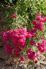 A French Rose bush hanging in the sun on the side of a stone wall