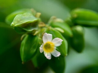 Obraz premium Macro photo oxallis barrelieri (Calincing) with a natural background. Indonesain call it calincing or blimbing-blimbingan
