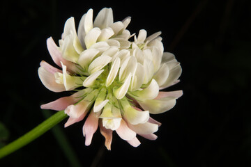 Clover flower