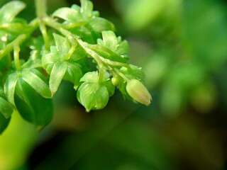Macro photo oxallis barrelieri (Calincing) with a natural background. Indonesain call it calincing or blimbing-blimbingan