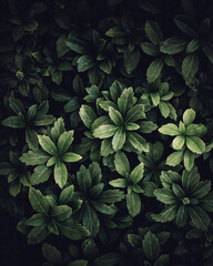 Naklejka na ściany i meble Moody Green Leaves