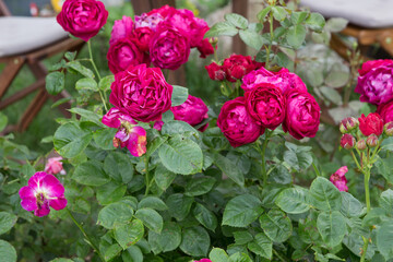 Blooming rose in the garden on a sunny day. Rose Ascot