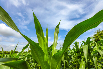 green corn field with blue sky in the background.