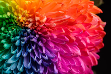 Fototapeta na wymiar Multicolored petals of chrysanthemum. A rainbow-colored flower. close-up texture