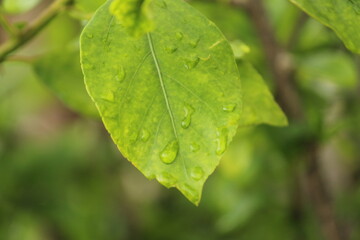 Green background with leaves and water drops. Green foliage of leaves and rain drops closeup with selective focus. 