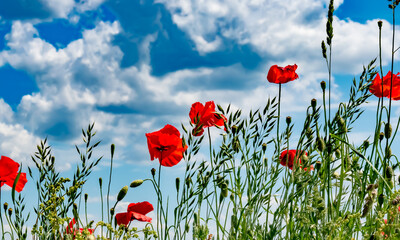 Spring landscape, farmland, Germany - A poppy field with glowing red flowers, on a day in May, near...