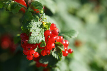 Currant bush with ripe berries in the summer in the garden