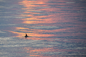 Dolphin fin in the sea at sunset