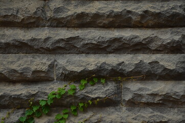 A wall of concrete. Graphic design.Plant. Nature. Urban style. Tbilisi, July 2020 / Brick