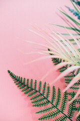 Tropical fern, flowers and palm leaves branches on pink background. Summer exotic theme concept