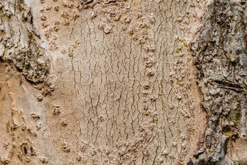Texture of tree stump. Close up. Wallpaper pattern