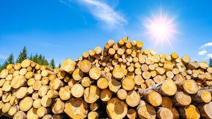 Forest / Black Forest background - Stack of felled tree trunks / firewood in the forest, with blue sky and shining sun