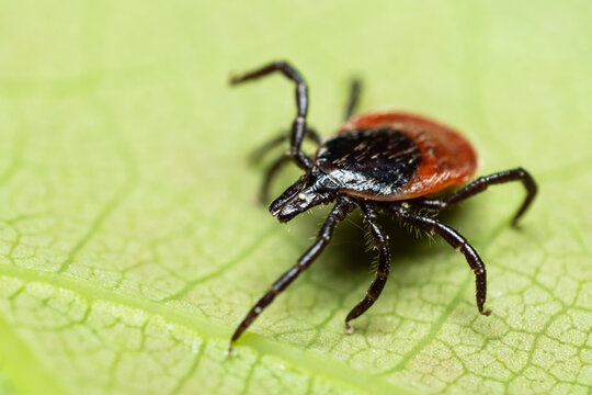 Tick