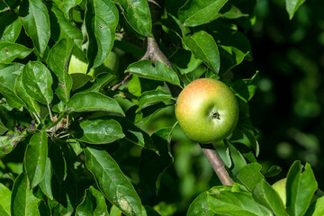 Green ripe apples grows on a branch among the green foliage