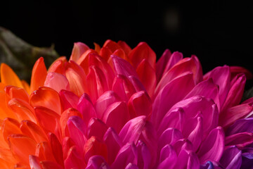 Multicolored petals of chrysanthemum. A rainbow-colored flower. close-up texture