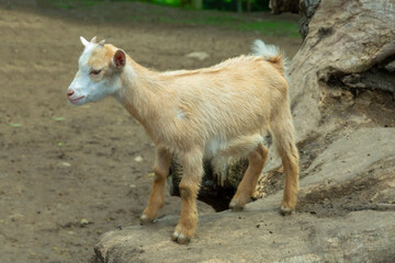 Fototapeta premium young red kid stands on a stone