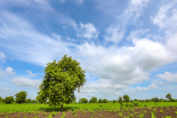 Obraz premium Banana tree plantation with blue sky in the background