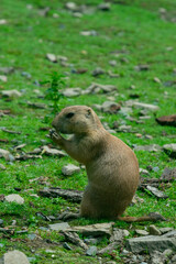 steppe gopher climbed out of the hole and eats, standing on its hind legs