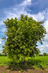 Fototapeta na wymiar Azadirachta indica - fresh neem tree. Natural Medicine.