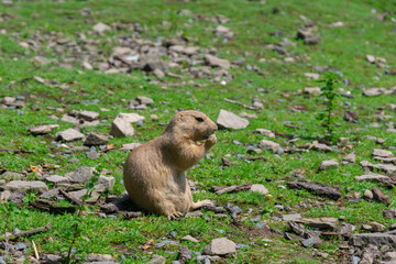 steppe gopher climbed out of the hole and eats, standing on its hind legs