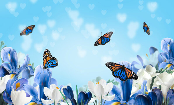 Beautiful blooming flowers and amazing fragile monarch butterflies