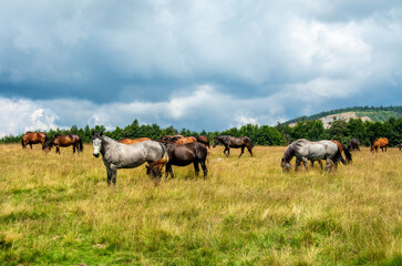a herd of horses on a pasture