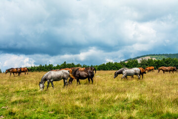 many horses graze on a pasture