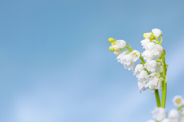 Beautiful lily of the valley flowers against blue sky, closeup. Space for text