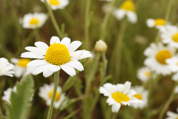 Beautiful chamomile flowers growing in field, closeup
