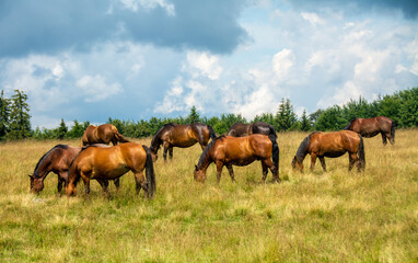 Obraz premium many horses graze on a pasture