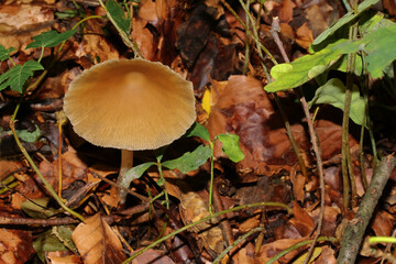 Brauner Pilz im Laub