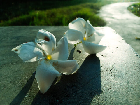 White Flower Petals On The Tree