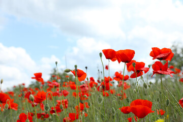 Beautiful red poppy flowers growing in field