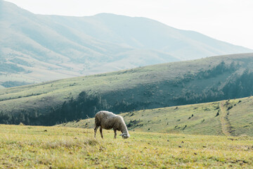 Sheep eating grass on a meadow on a summer day