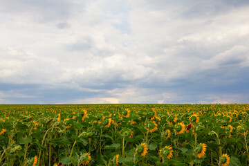 Low clouds above the sunflower field . Growing agricultural plants 