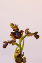 Mirror orchid ; Ophrys speculum