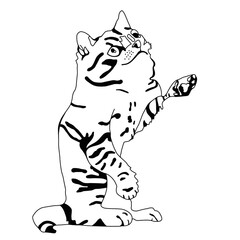 Fototapeta na wymiar illustrated tiger cat