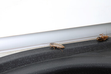 Cockroaches on black countertop, closeup. Pest control